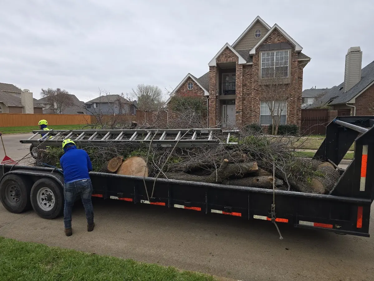 Expert Tree Removal with proper safety equipment in Collins